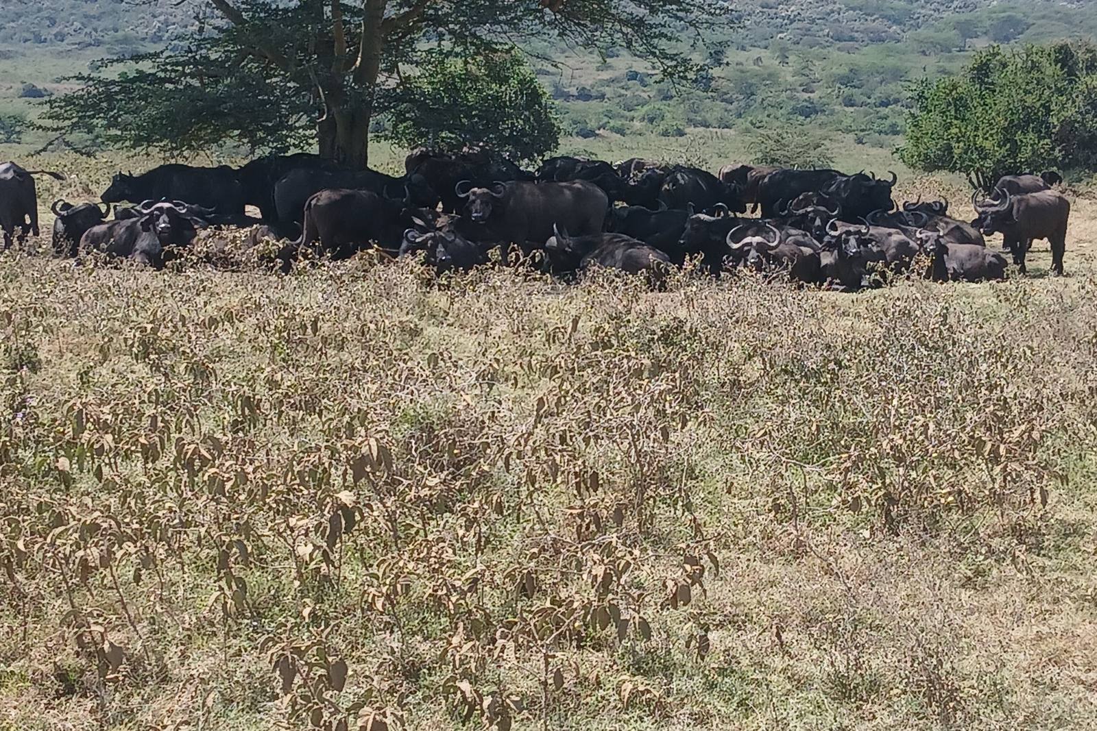 A large herd of buffalo resting in the shade of an acacia tree