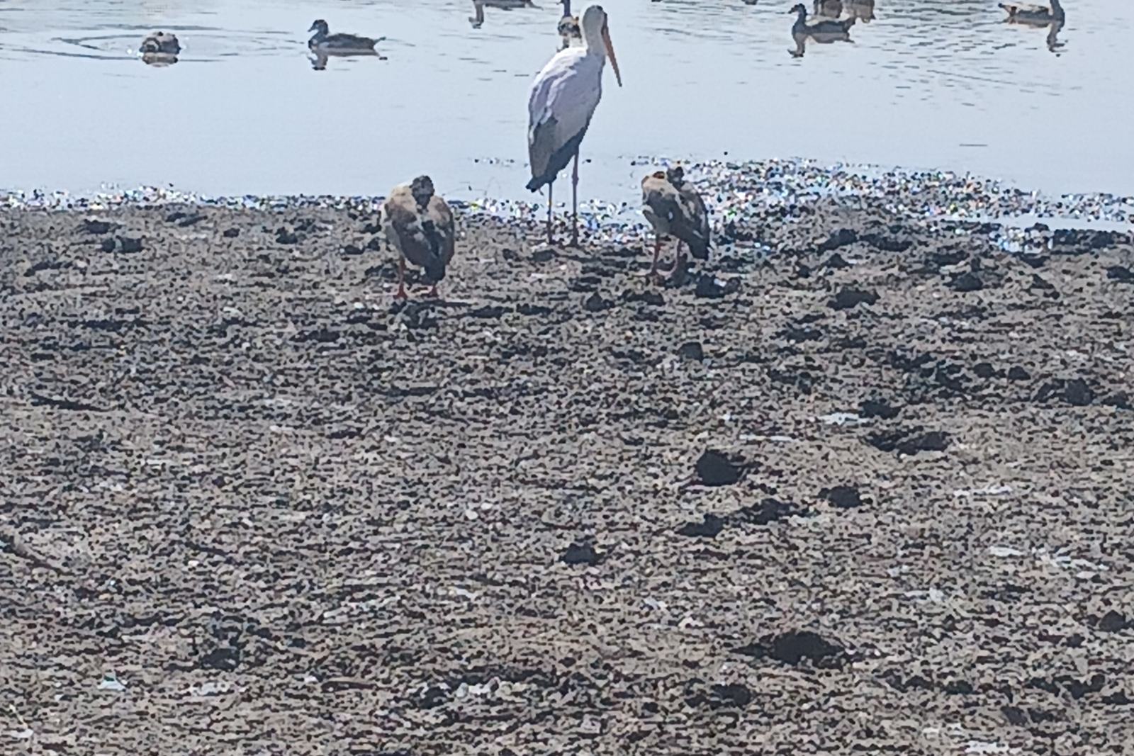 Marabou storks and geese at the muddy edge of the hippo pool