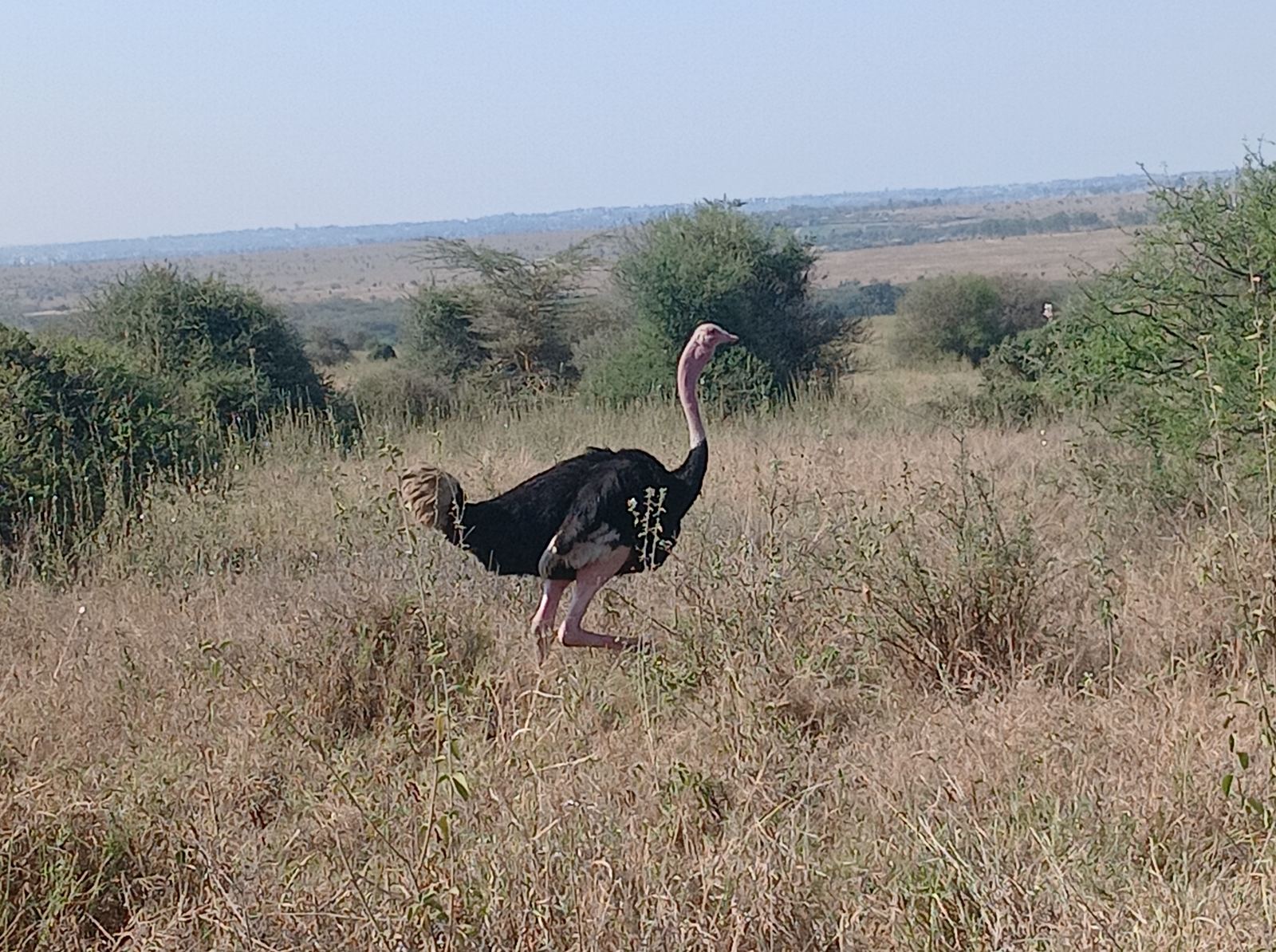 A male ostrich walking through grassland in Nairobi National Park