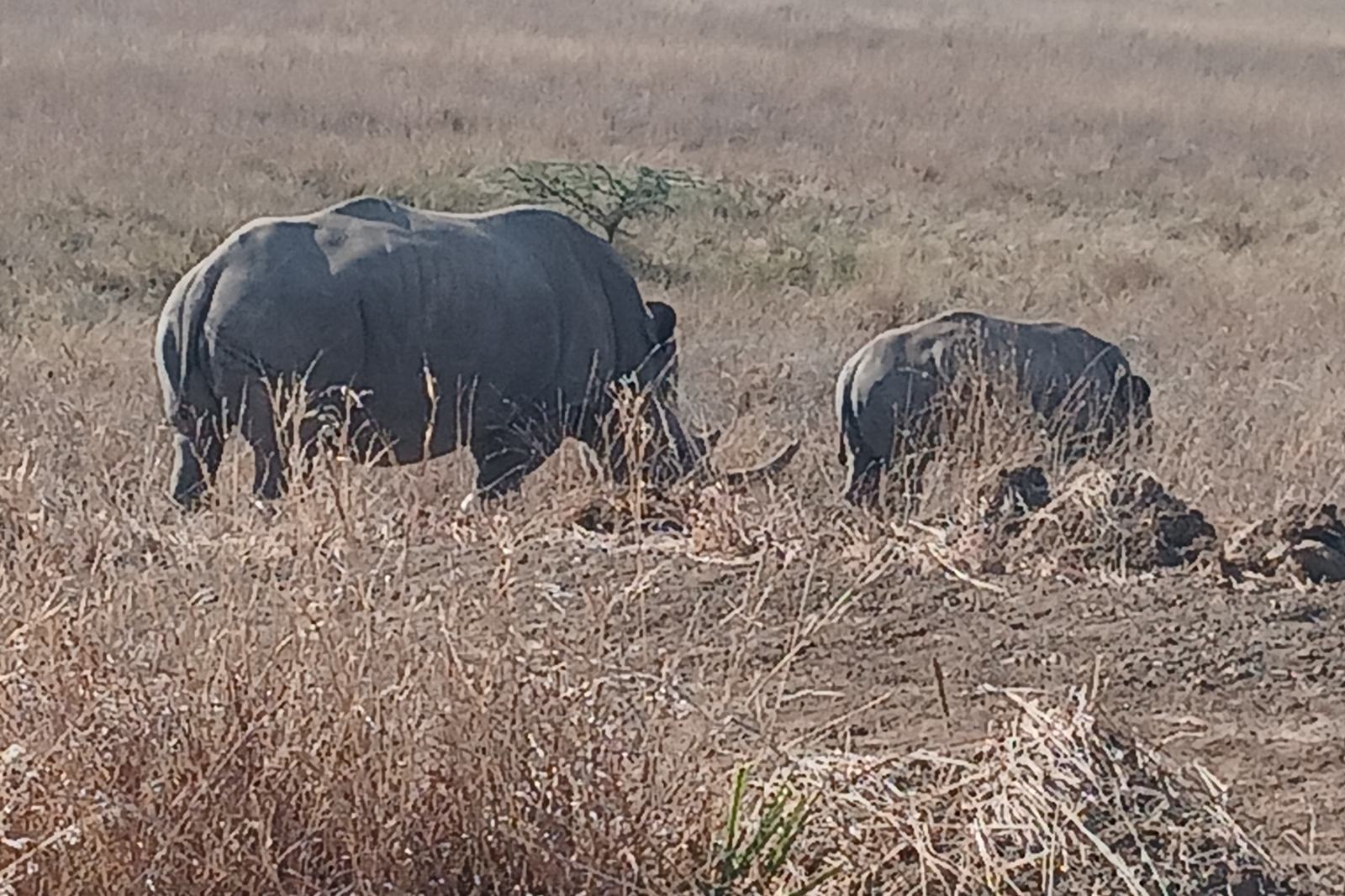 A white rhino and calf grazing in dry grassland in Nairobi National Park