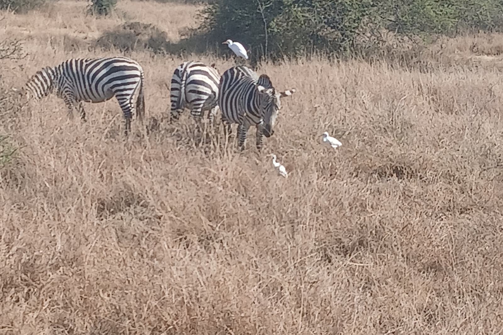 Zebra grazing with white cattle egrets around them